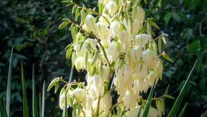 Jak dbać o jukę ogrodową jesienią, by za rok dobrze kwitła?