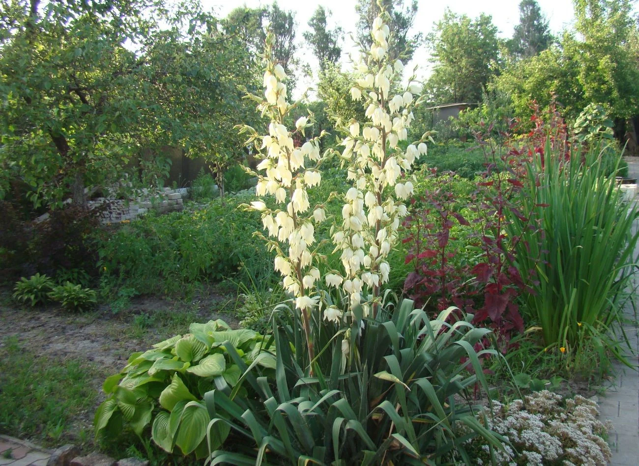 Pod koniec lata trzeba zadbać o dostarczenie juce ogrodowej dużej ilości potasu i fosforu