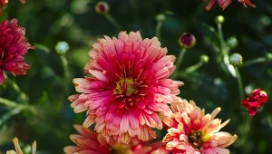 Dlaczego chryzantemy nie chcą kwitnąć? Sprawdź najczęstsze przyczyny.