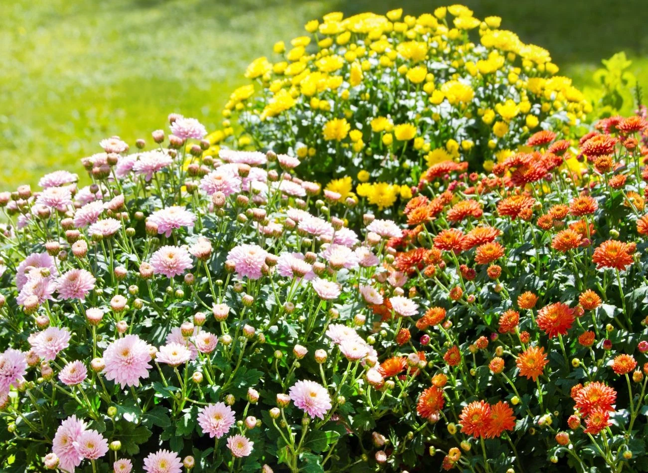Nie wszystkie chryzantemy nadają się do uprawy w gruncie