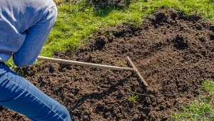 Po intensywnym okresie wegetacji jest pozbawiona energii, zubożona w składniki odżywcze i podatna na erozję.