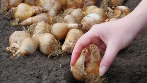 Boisz się, że nornica zje cebulki kwiatków? Jest na to skuteczny sposób