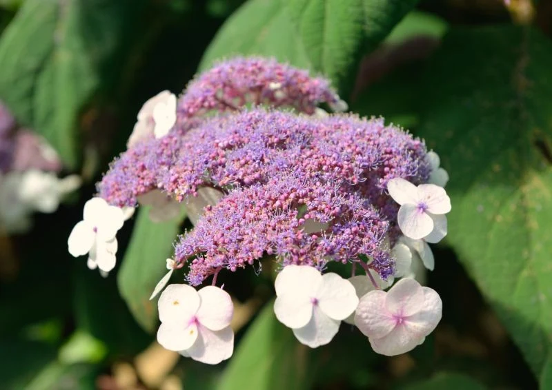 Hortensja kosmata wytwarza piękne i oryginalne kwiaty.