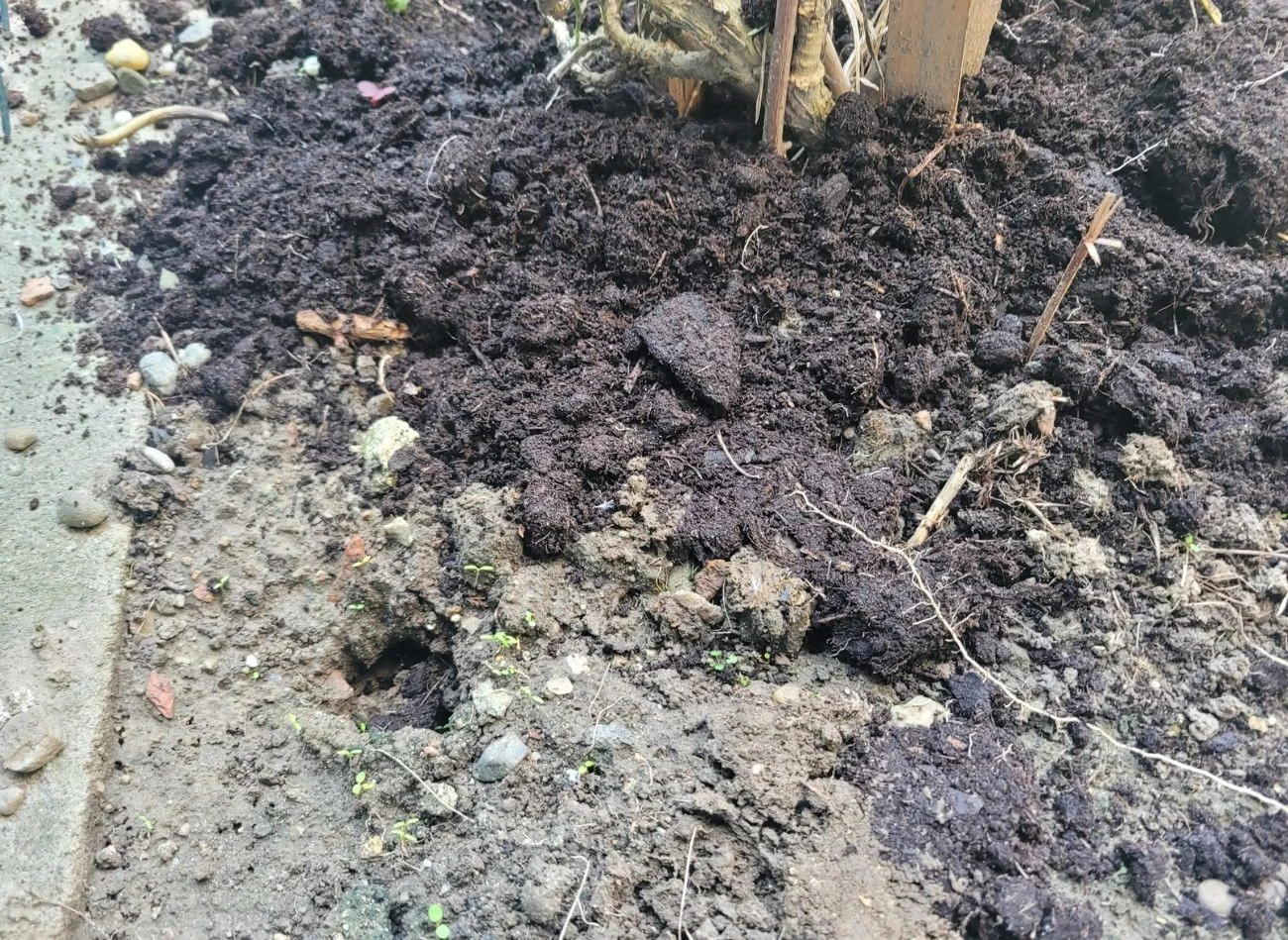 Wielu ogrodników, aby nie naruszać naturalnego ekosystemu, sięga po naturalne sposoby na odstraszenie nornic.