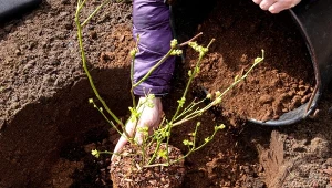 Jesienią można sadzić borówki amerykańskie, ale uważaj, żeby przy tym nie popełnić podstawowych błędów.