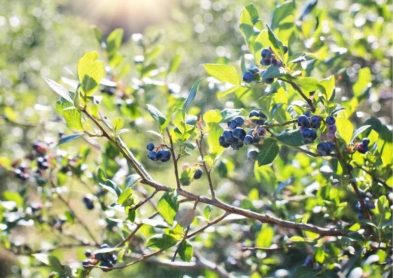 Sadząc jesienią borówki amerykańskie, pamiętaj o odpowiednim, kwaśnym podłożu.