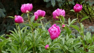 Podczas sadzenia piwonii  pamiętaj, że preferują miejsca dobrze nasłonecznione lub z lekkim półcieniem w godzinach popołudniowych.