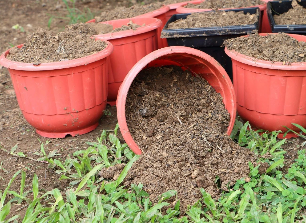 Ponowne wykorzystanie ziemi z doniczek wpisuje się w myśl zrównoważonego ogrodnictwa