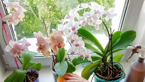 Liście storczyka najlepiej czyścić wtedy, kiedy zauważy się zmatowienie ich powierzchni.