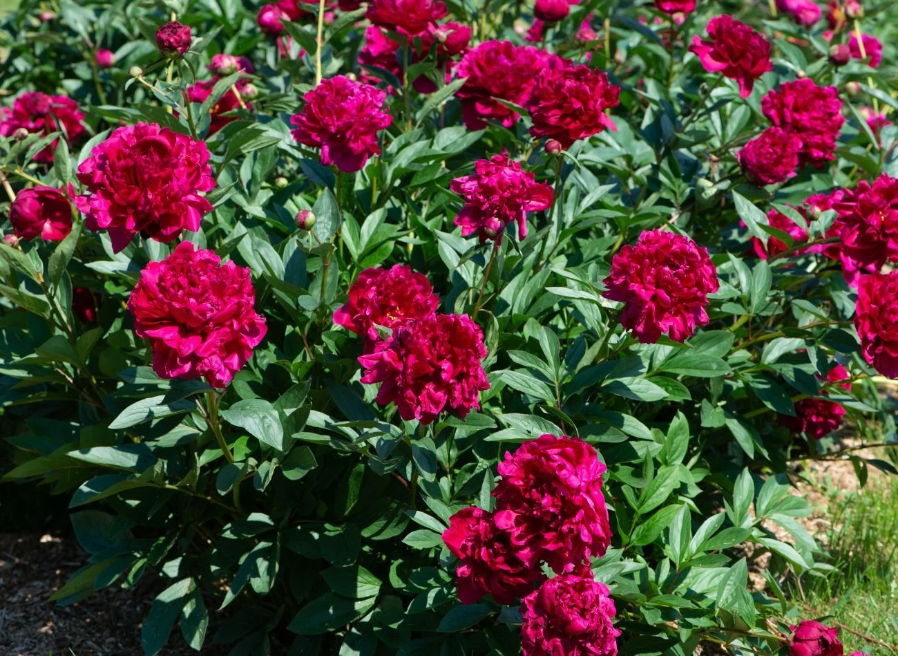 Piwonie w pierwszym roku po podziale skupiają się na rozwoju korzenia, ale jest szansa, że zakwitną.