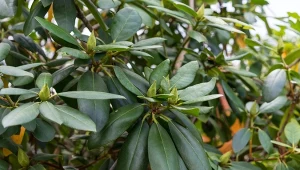 Nie zapomnij o tym zabiegu jesienią, jest kluczowy w uprawie rododendronów.