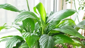 Domowe odżywki sprawią, że twój skrzydłokwiat zacznie rosnąć i kwitnąć jak szalony.