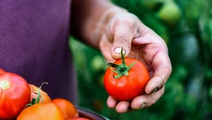 Cienka skórka, duża zawartość wody powodują, że już po kilku dniach pomidory miękną i pokrywają się pleśnią.