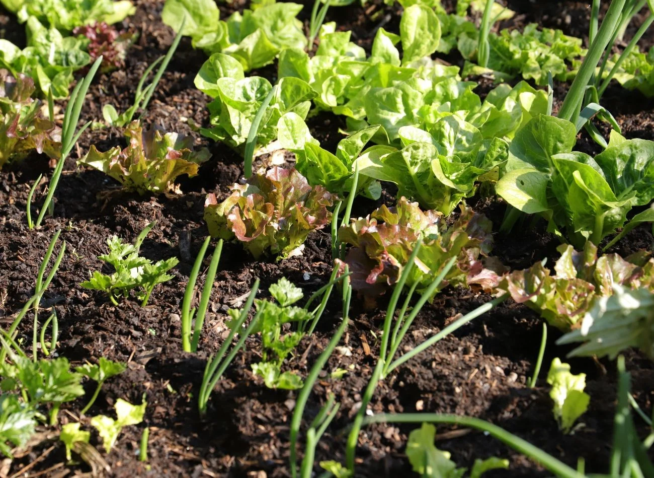 Popiół drzewny jest bogaty w sole mineralne potrzebne roślinom do wzrostu, dlatego ogrodnicy chętnie wykorzystują go do nawożenia. For. Africanway