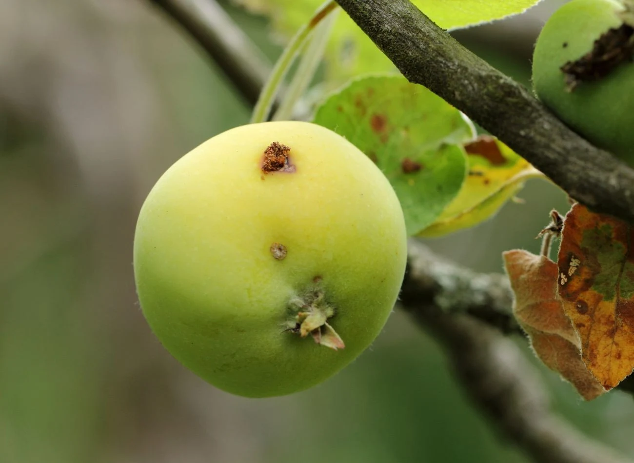 Owoce porażone przez owocówkę jabłkóweczkę mają na skórce niewielkie otwory wgryzowe, często otoczone ciemną obwódką lub suchą wydzieliną