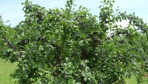 Termin cięcia drzew owocowych może różnić się zależnie od gatunku danego drzewa, jego wieku, a nawet kondycji.