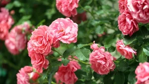 Co robić z różą jesienią, by wiosną cudnie rozkwitła? Fot. pixelshot/Canva Pro