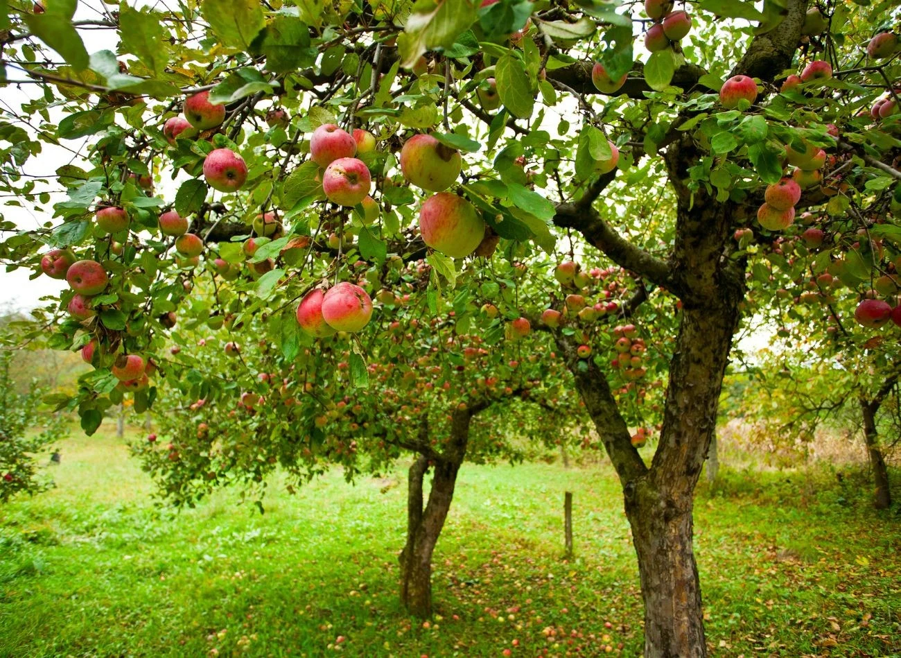 Przycięcie jabłoni późnym latem i jesienią będzie skutkować wypuszczeniem nowych silnych pędów na wiosnę.