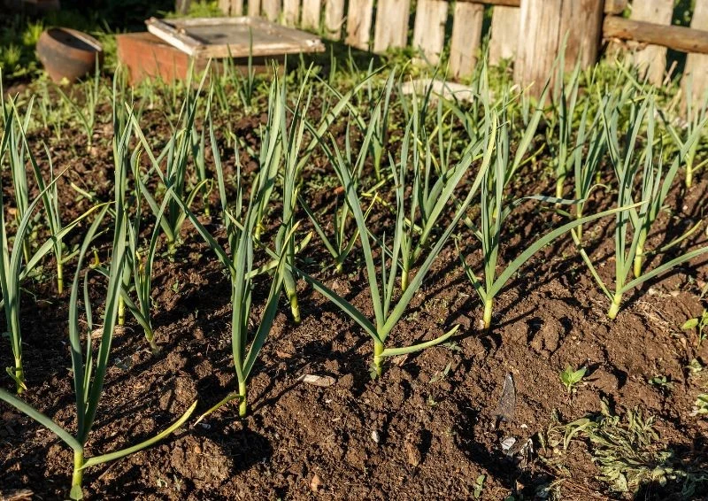 Posadź czosnek jesienią, a będzie wcześnie gotowy do zbioru i bardzo dorodny