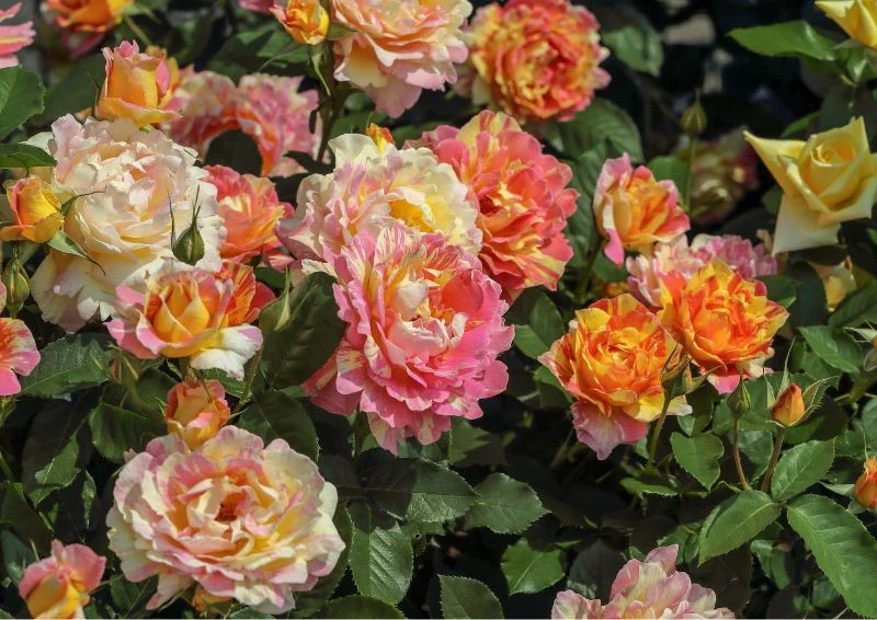 Jesienią nie nawoź róż azotem, wtedy zdecydowanie wolą potas i fosfor.