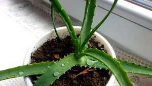 Rozmnażanie aloesu można przeprowadzać na kilka sposobów. Fot. shakrianti/ 123RF.com