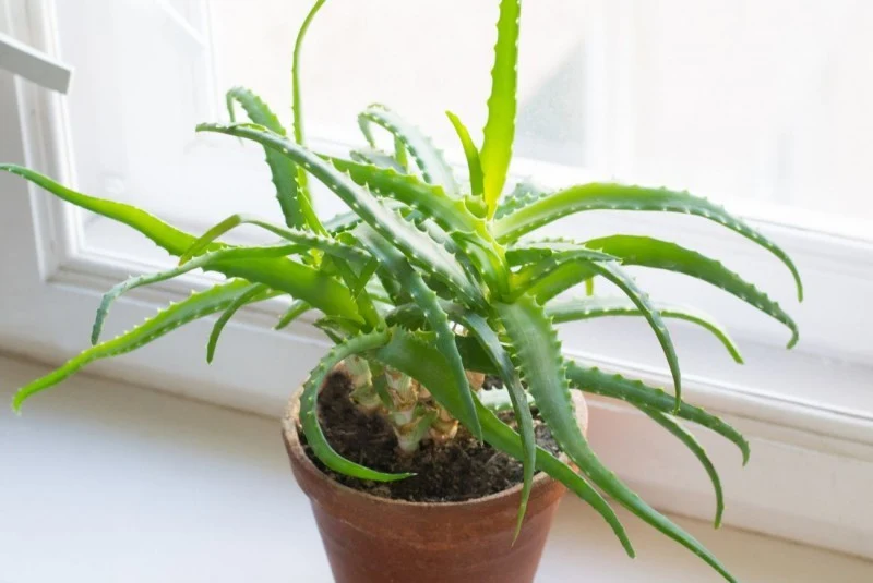 Najprostszym sposobem na uzyskanie nowych sadzonek aloesu jest oddzielanie od rośliny matecznej młodych pędów odroślowych.