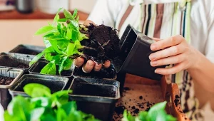 Proces ukorzeniania hortensji zaczyna się od właściwego pobrania sadzonek..