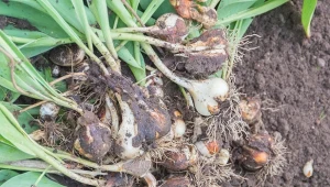 Wrzesień to idealny czas. Wykop cebulki, aby za rok obficie zakwitły