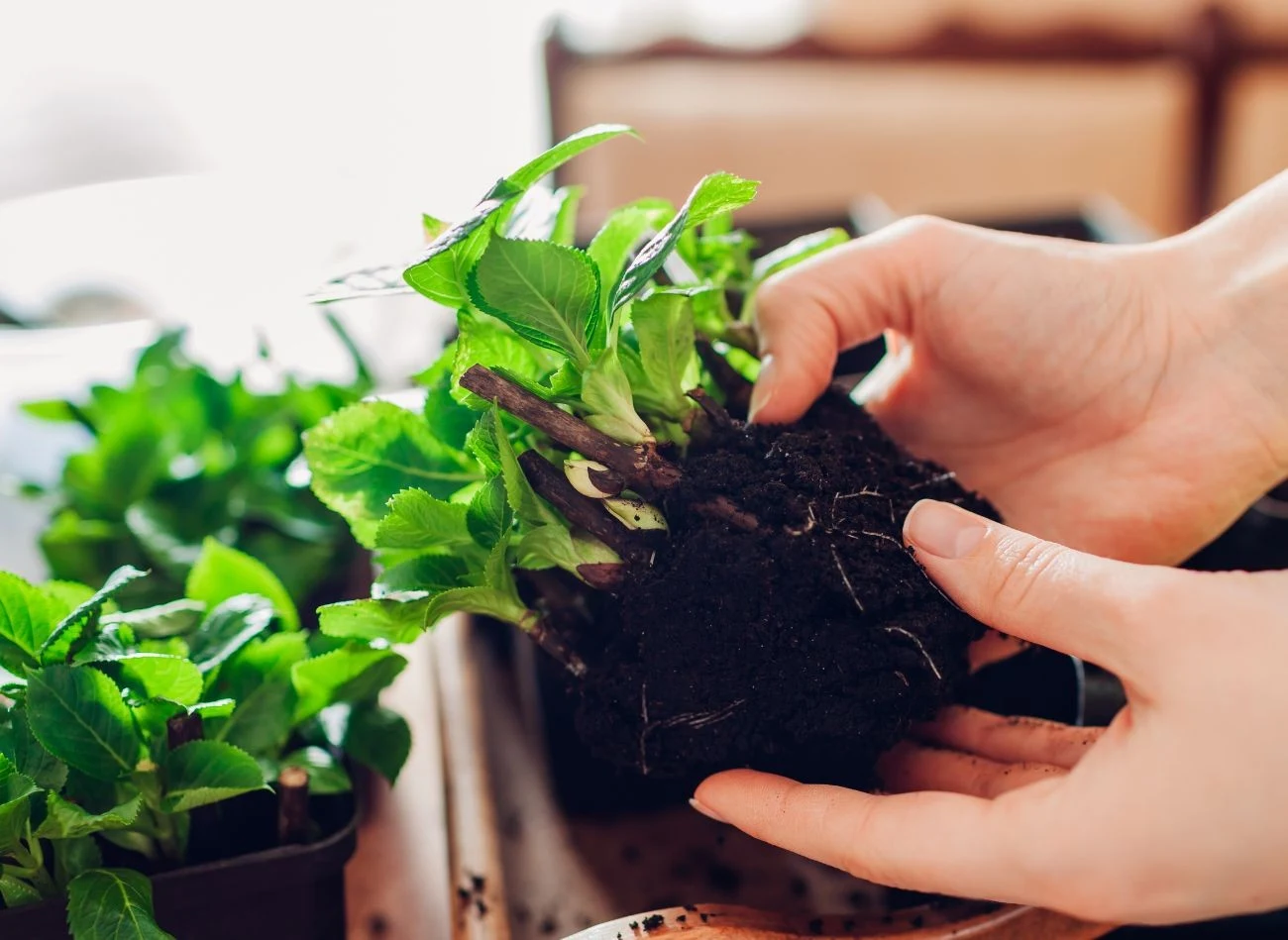 Młode hortensje potrzebują półcienia, zwłaszcza w pierwszym roku wzrostu.