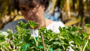 Jak rozmnażać pelargonie jesienią?