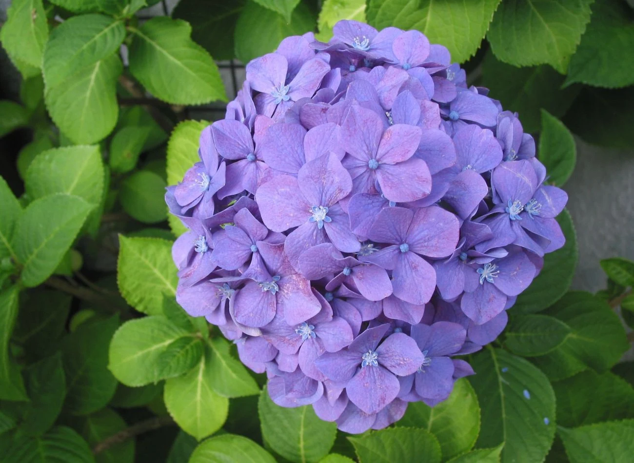 Dla hortensji wybierz stanowisko osłonięte od wiatru.