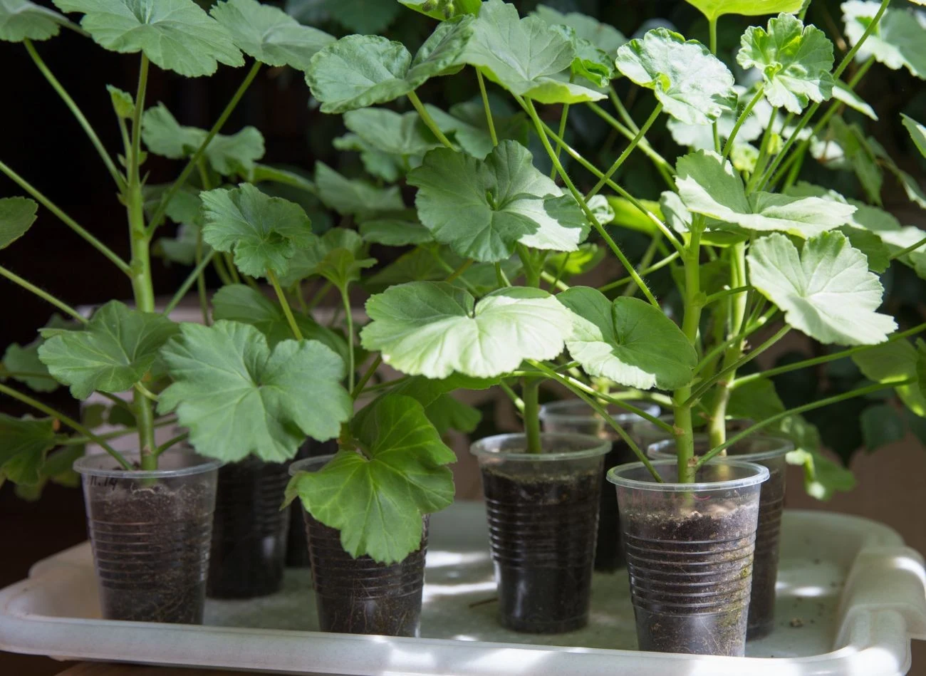 Przed przesadzeniem sadzonek pelargonii w miejsce docelowe, warto ukorzenić je w mniejszych pojemnikach (zawsze z odpływem wody na dnie).