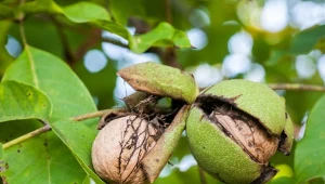 Najlepsza metoda suszenia orzechów. Chrupią i pachną, zero pleśni