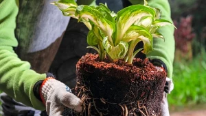 Wczesna jesień, czyli wrzesień, to dobry moment na dzielenia bardzo rozrośniętych funkii.