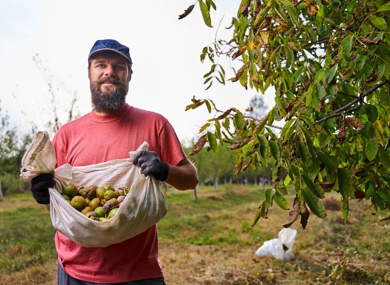 Zbiór orzechów włoskich powinien się odbywać od połowy września do końca października.