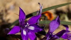 Jak uprawiać babianę ogrodową? Fot. Marieke PecheCanvaPro