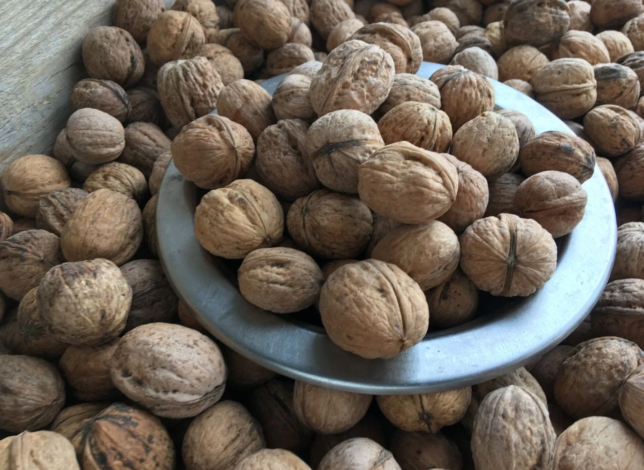 Świeże, dobrze przechowywane orzechy powinny mieć jasny kolor, przyjemny zapach i charakterystyczny smak.