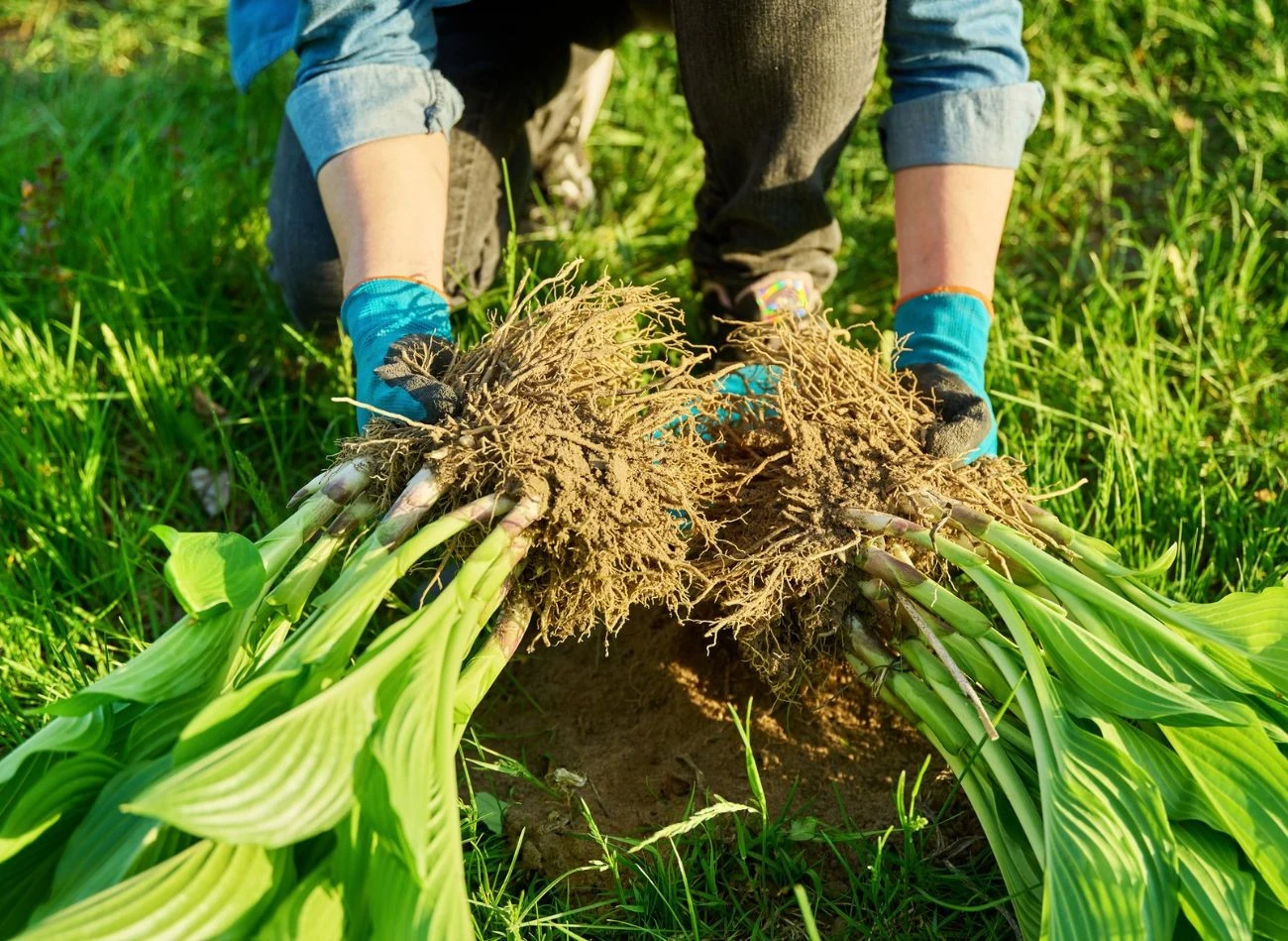 Idealnym miejscem dla funkii są zacienione lub półcieniste zakamarki ogrodu.