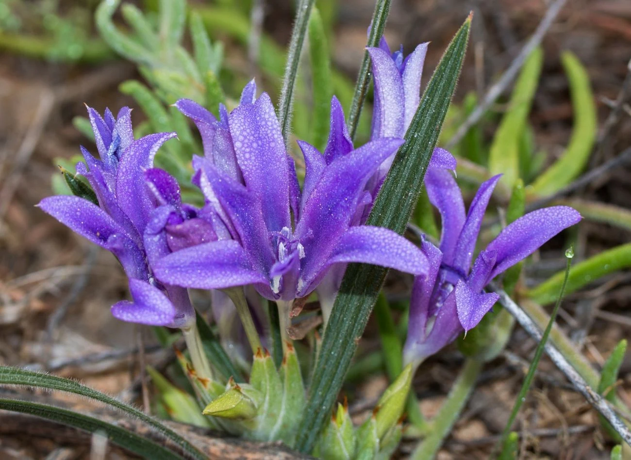 Babiana zaczyna kwitnąć już wczesną wiosną