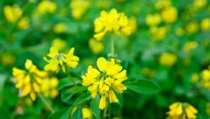 Kwiaty kozieradki są drobne, żółtawe lub białawe, zebrane po 1–2 w kątach liści. Najcenniejsze są jednak jej nasiona. For. mrhihgsky