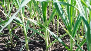 Wbrew pozorom we wrześniu w ogrodzie można wysiać i posadzić wiele warzyw.