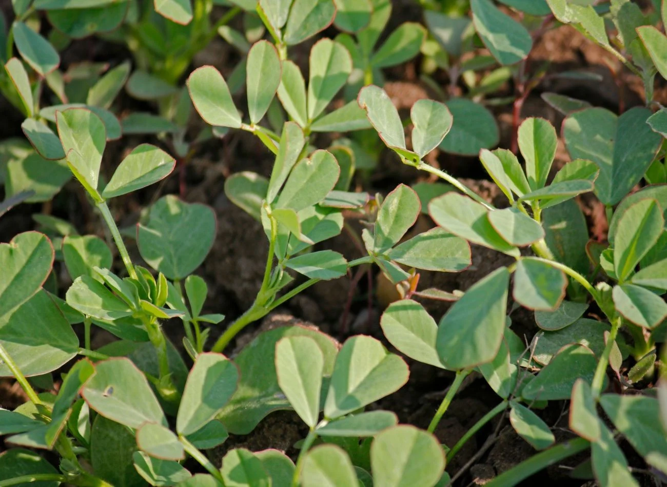 Liście kozieradki z wyglądu przypominają nieco koniczynę.