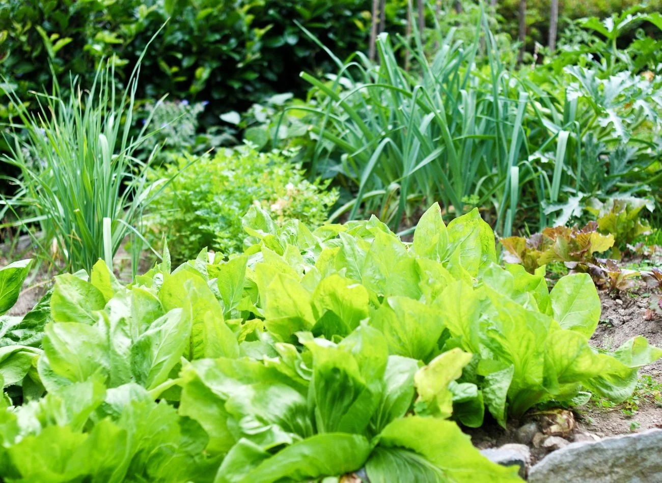 We wrześniu możesz wysiać wiele warzyw, które zbierzesz nawet w tym roku.