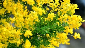 Żarnowiec miotlasty zalicza się do roślin kwasolubnych i stanowi prawdziwą chlubę ogrodu. Fot. magickfluete002z/Canva Pro