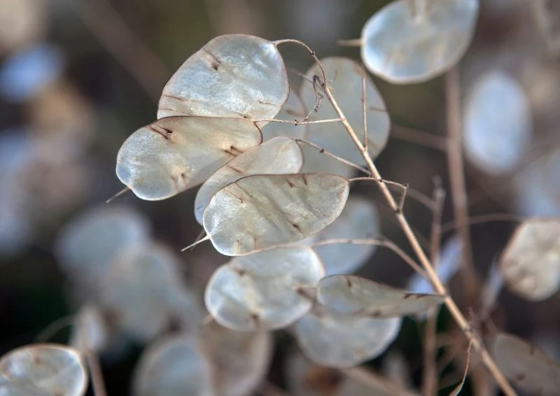 Mącznica po przekwitnięciu wyróżnia się owalnymi, przezroczystymi łuszczynami.