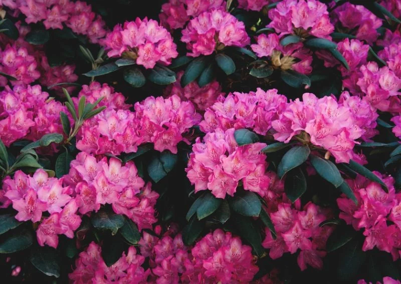 Różaneczniki pięknie kwitną i preferują kwaśne podłoże.