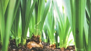 Dlaczego humus jest tak ważny dla roślin?