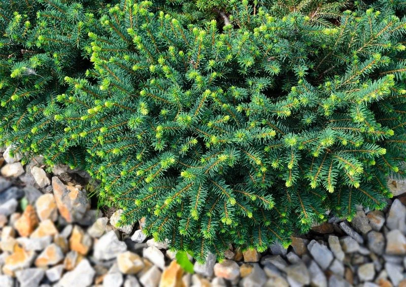 Świerk serbski wygląda prosto, ale dodaje do ogrodu mnóstwo zieleni.