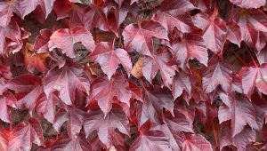 Winorośl japońska jesienią przybiera zachwycające kolory. To pnącze jest wyjątkowo łatwe w uprawie.