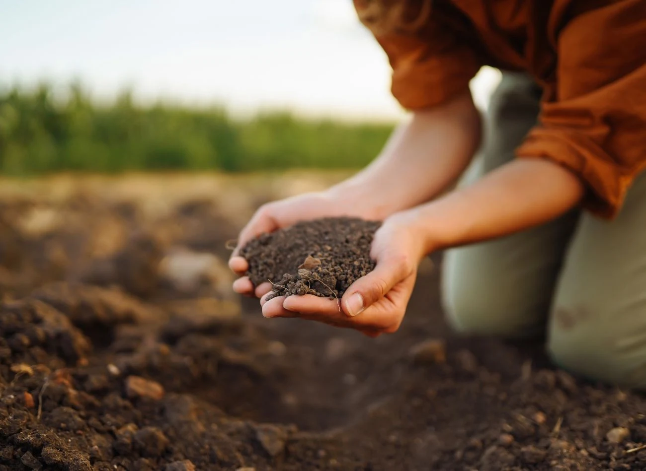W ogrodach warzywnych można wspierać proces humifikacji poprzez dostarczanie glebie materii organicznej.